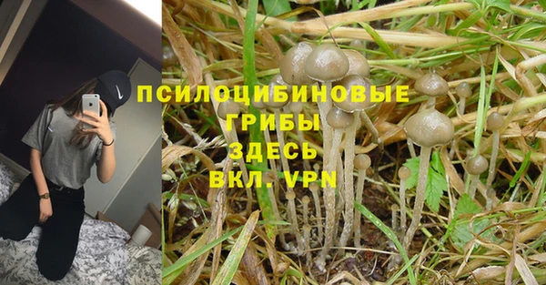 стаф Алексин